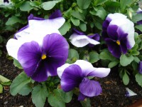 /album/bloemen/sony-014-jpg/